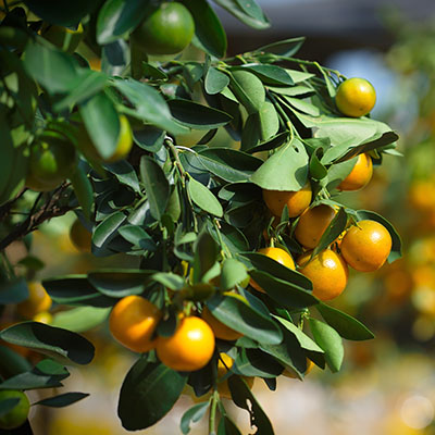 Calamondn: un naranjo en miniatura