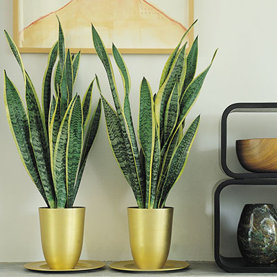 Sansevieria