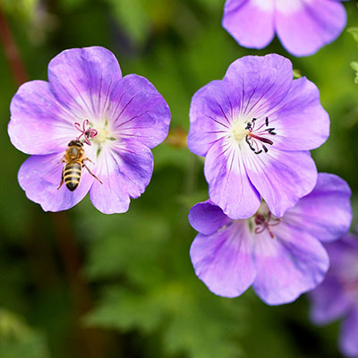 Geraniums 