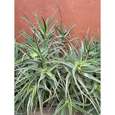 Aloe arborescens