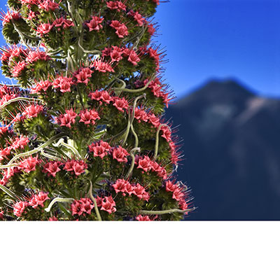 Gigantescas inflorescencias