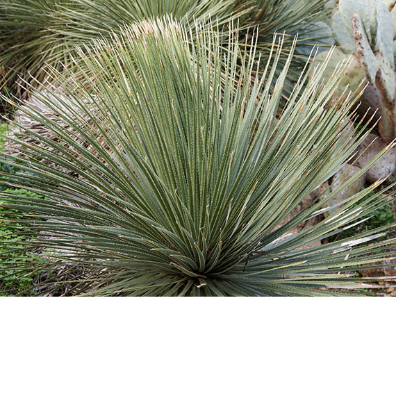 Dasylirion glaucophyllum