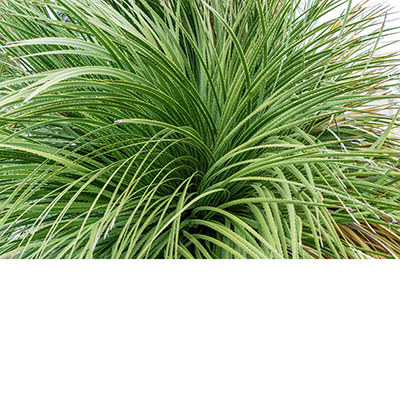 Dasylirion graminifolium