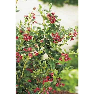 Escallonia rubra ‘Crimson Spire’*