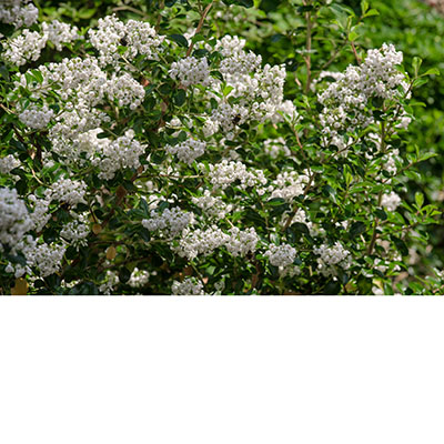 Escallonia ‘Iveyi’* 