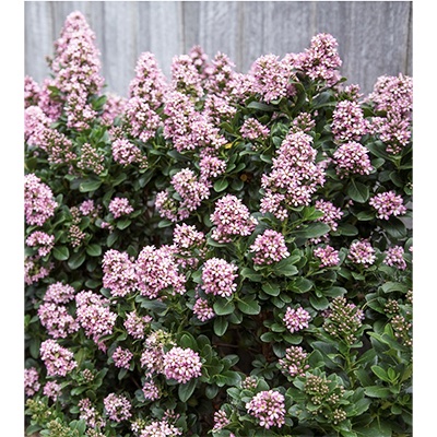 Escallonia laevis ‘Pink Elle’