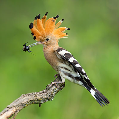 Pájaros insectívoros