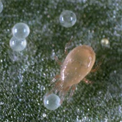 Amblyseius californicus
