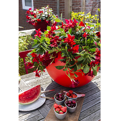  ‘Rio Dark Red’ 