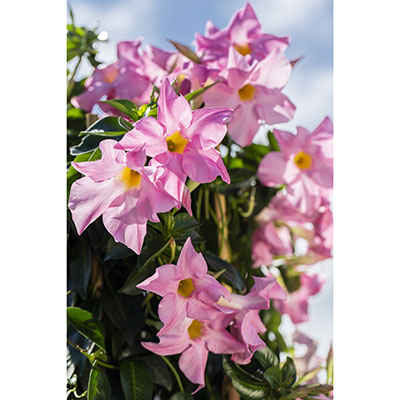  ‘Rio Elegant Pink’ 