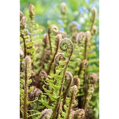 Dryopteris affinis Grupo ‘Crispa’