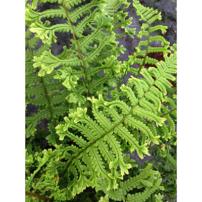 Dryopteris ‘Cristata’ o ‘The King’