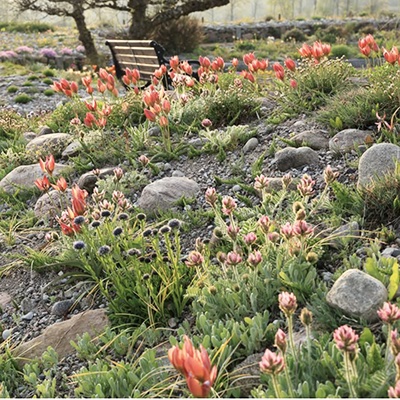 En primavera, bulbosas