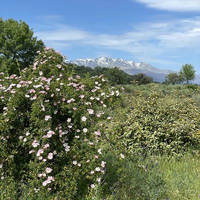 Rosa canina