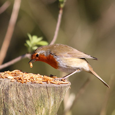 Petirrojo (Erithacus rubecula)