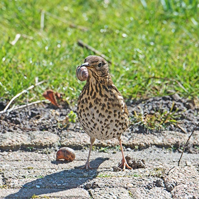 Zorzal común (Turdus philomelos)