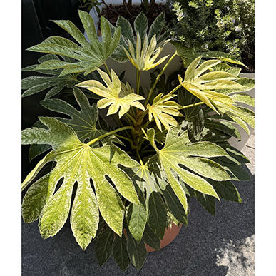 Una luminosa variegación 