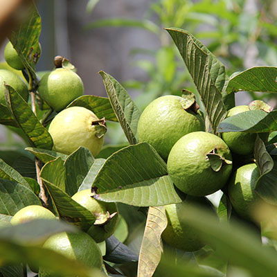 Guayabo