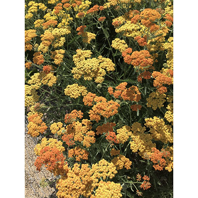 Achillea ‘Terracotta’