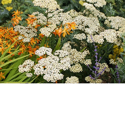 La Achillea millefolium original