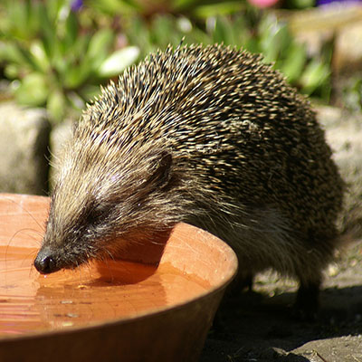 Atraer a la fauna útil
