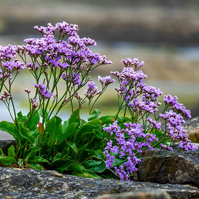 Limonium vulgare