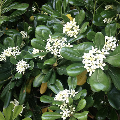 Pittosporum tobira* 