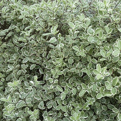 Pittosporum tenuifolium ‘Garnettii’* 