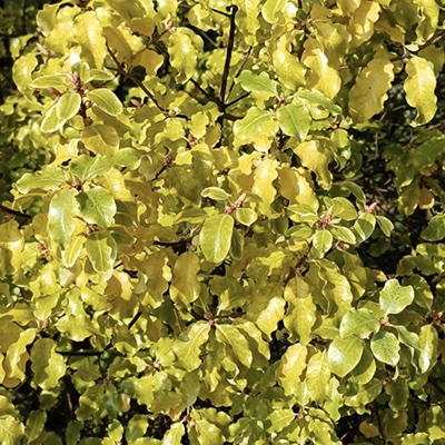 Pittosporum tenuifolium ‘Warnham Gold’*