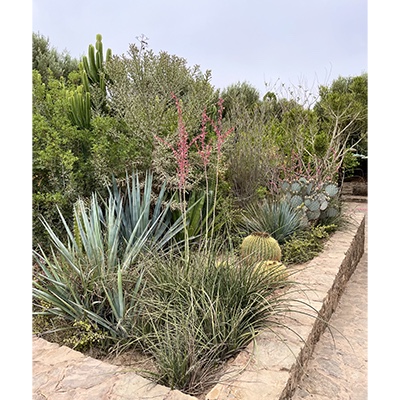 Hesperaloe parviflora en un jardín
