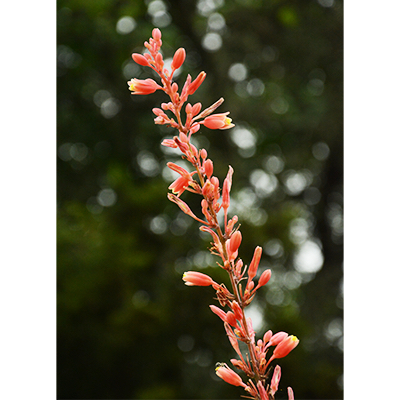 Pequeñas flores de color coral
