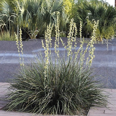 Hesperaloe gigante