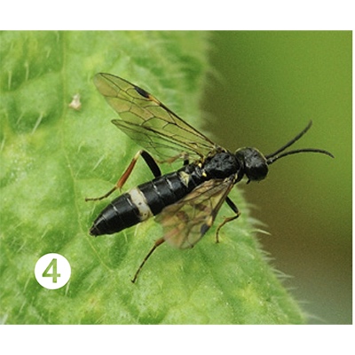 4. Adulto de Allantus cinctus