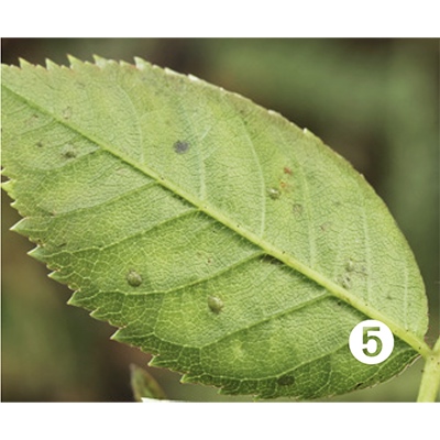 5. Puesta de Allantus cinctus