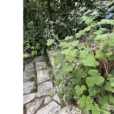 2- Pelargonium tomentosum *
