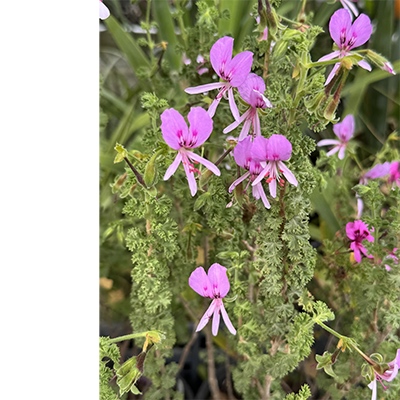 5- Pelargonium crispum 