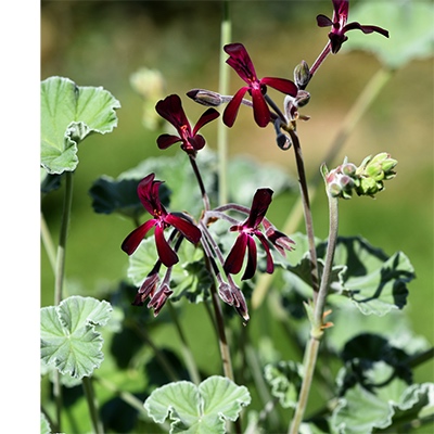 1- Pelargonium sidoides *