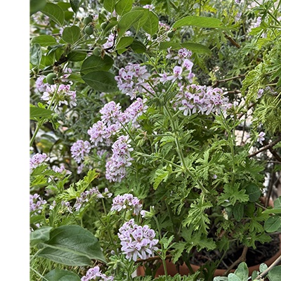3- Pelargonium graveolens