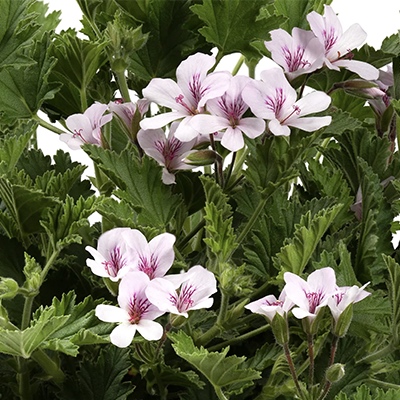 4- Pelargonium ‘Citriodorum’ *