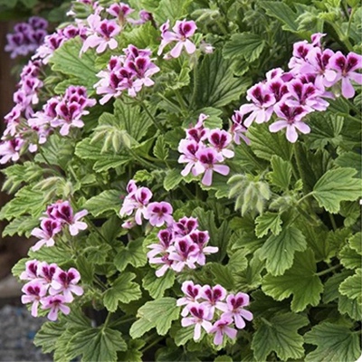 Pelargonium ‘Orange Fizz’ * 