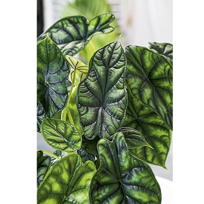 Alocasia ‘Dragon Scale’ 