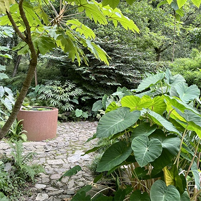 Colocasia esculenta ‘China Pink’ 