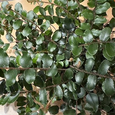 5. Pellaea rotundifolia 