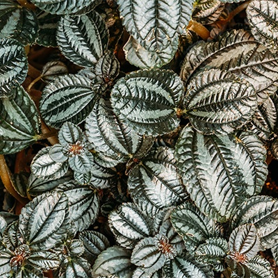 6. Pilea involucrata ‘Norfolk’ 