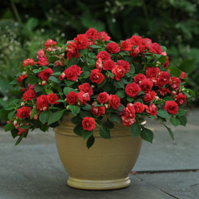 Alegra de flor doble (Impatiens walleriana Fiesta)