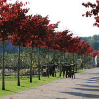 El Paseo de los Cerezos