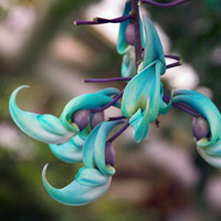La azul flor de jade