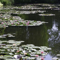 El jardín del estanque