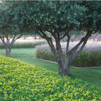 Gramíneas y olivos