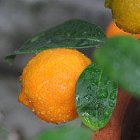 Rangpur (Citrus x limonia) 